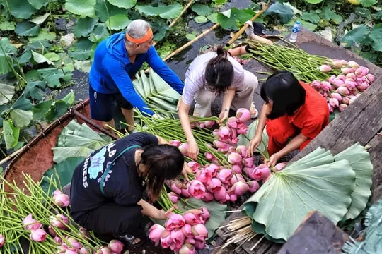 ベトナムの蓮花